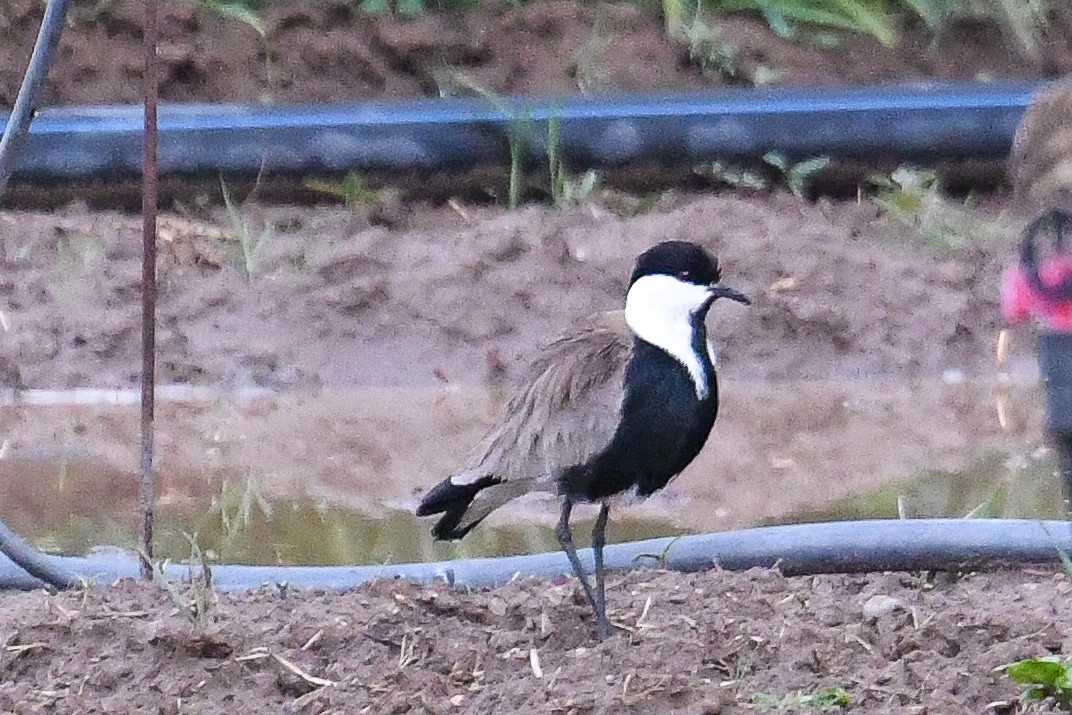 Spur-winged Lapwing - ML618576075