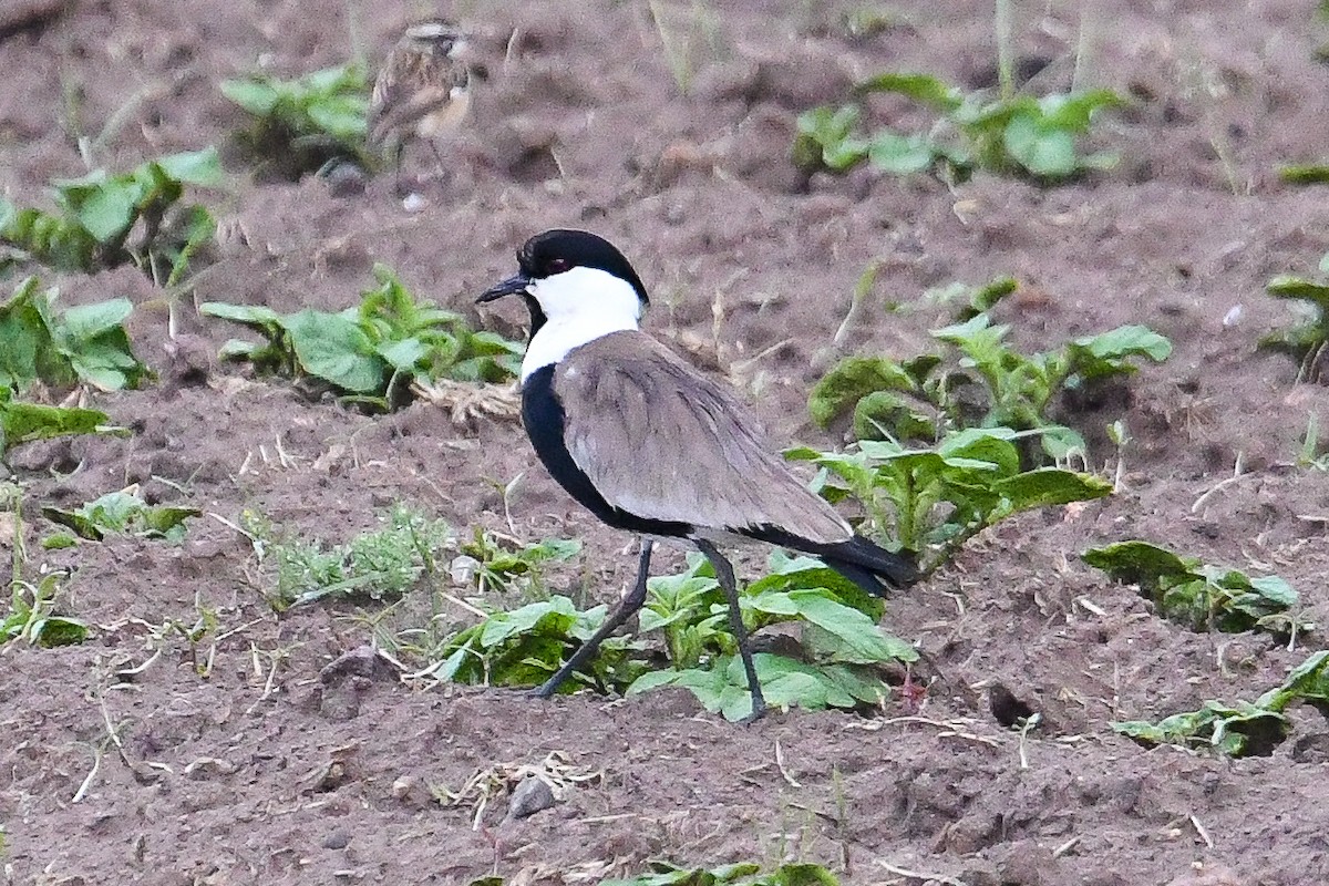 Spur-winged Lapwing - ML618576076