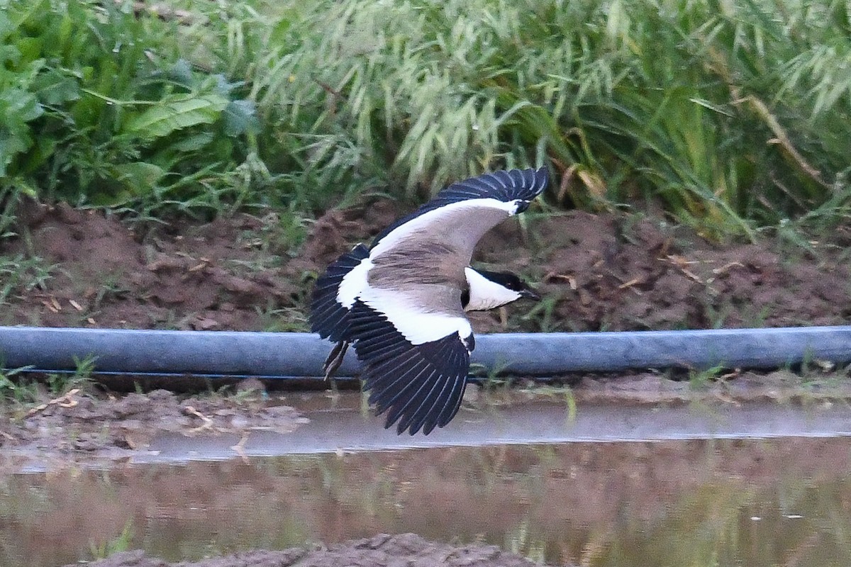 Spur-winged Lapwing - ML618576077