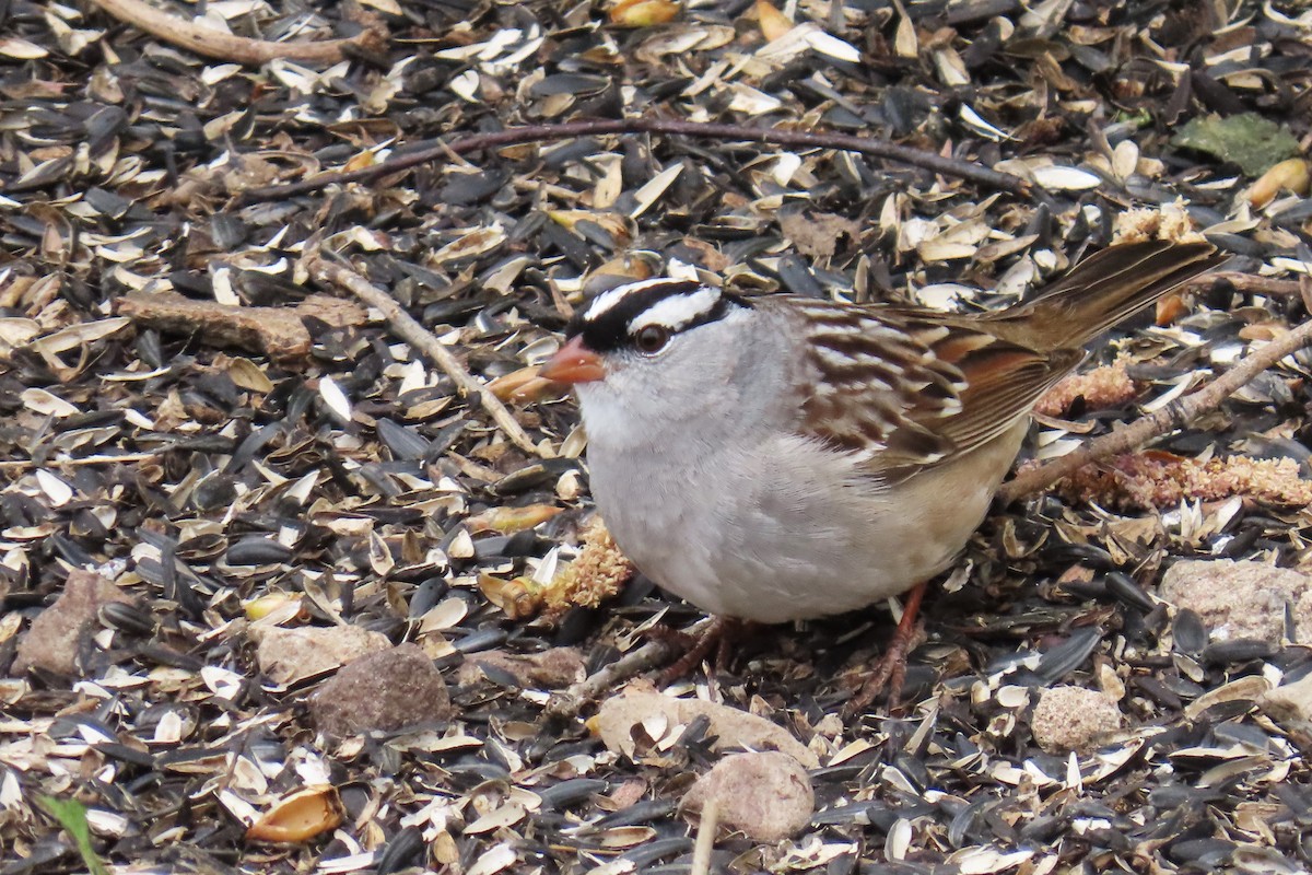 White-crowned Sparrow - ML618576081