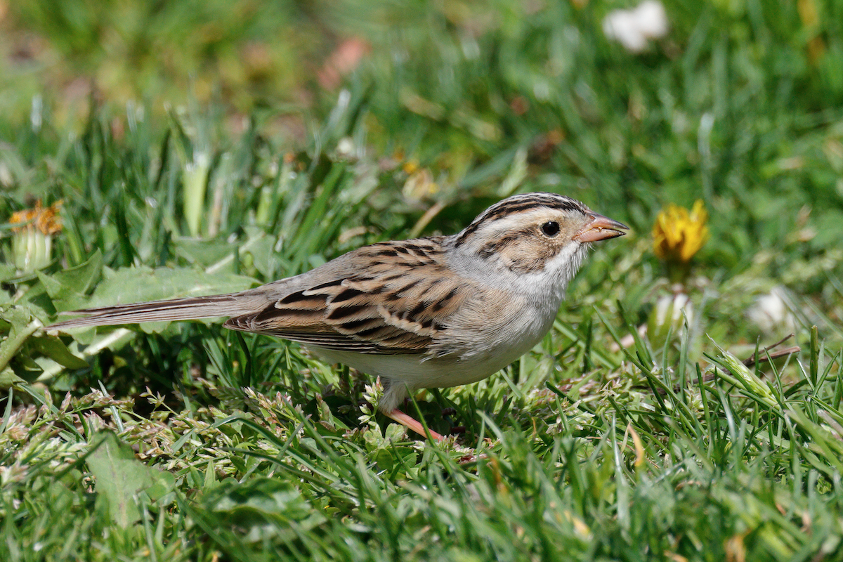 Clay-colored Sparrow - ML618576118