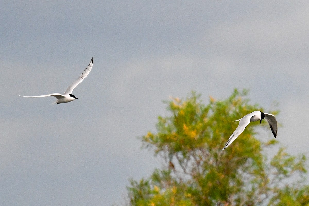 Gull-billed Tern - Bill Asteriades