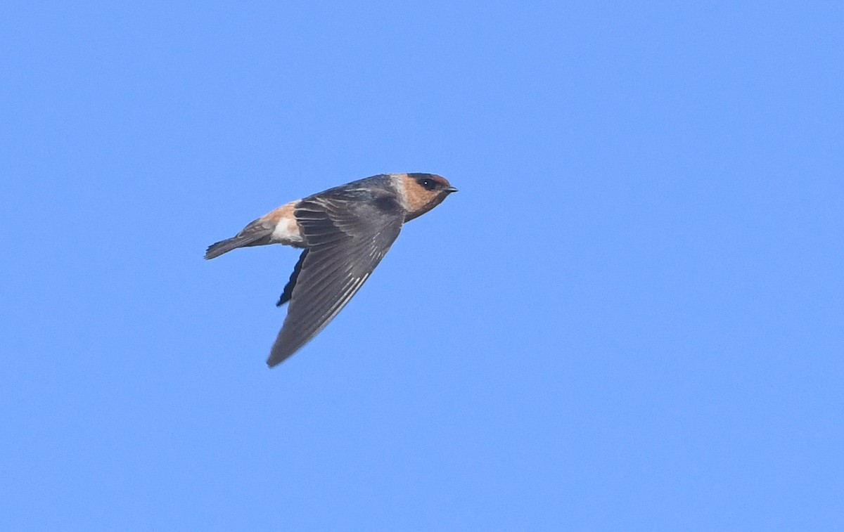 Cave Swallow - ML618576144
