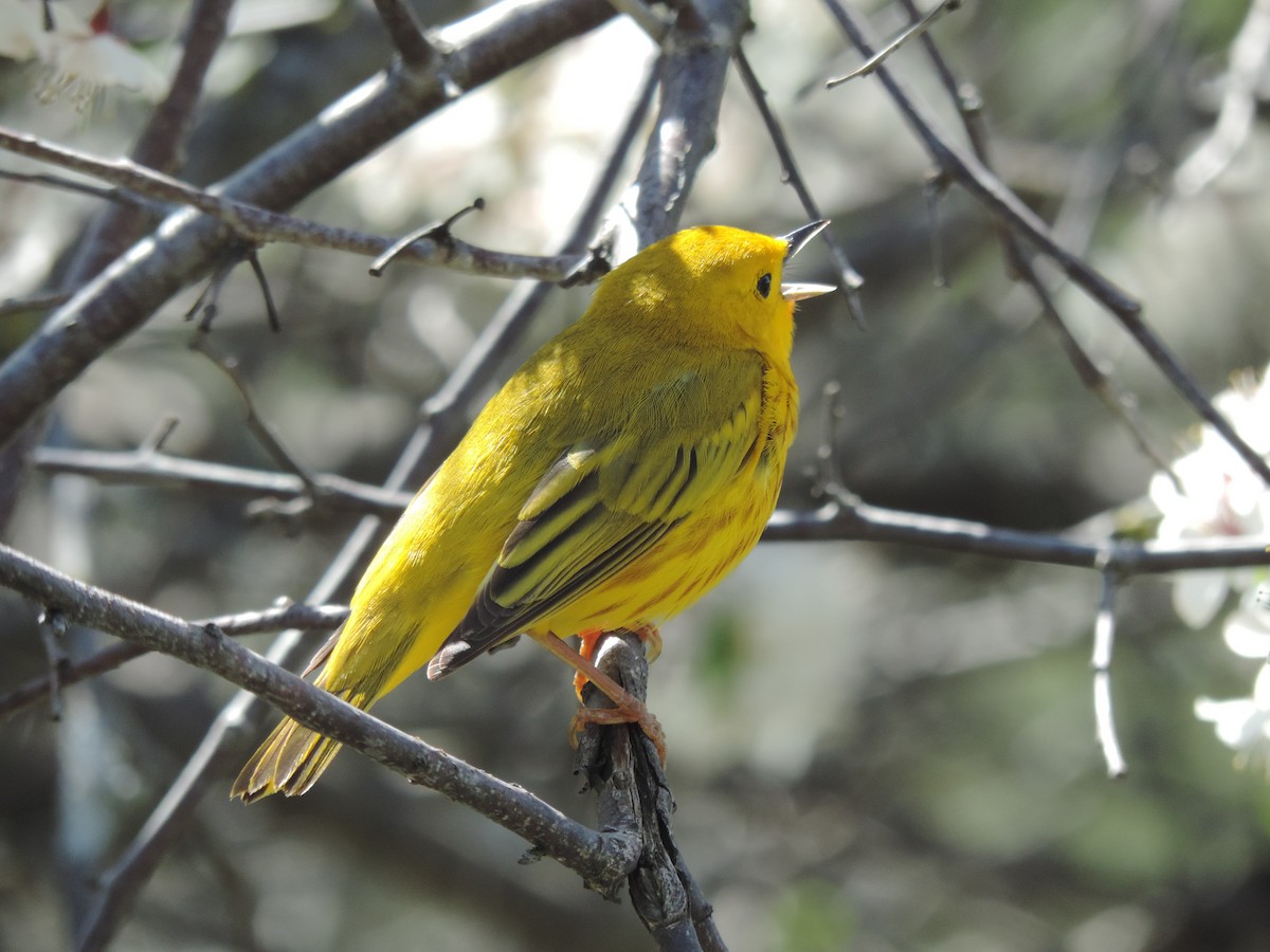 Yellow Warbler - Rick Bird
