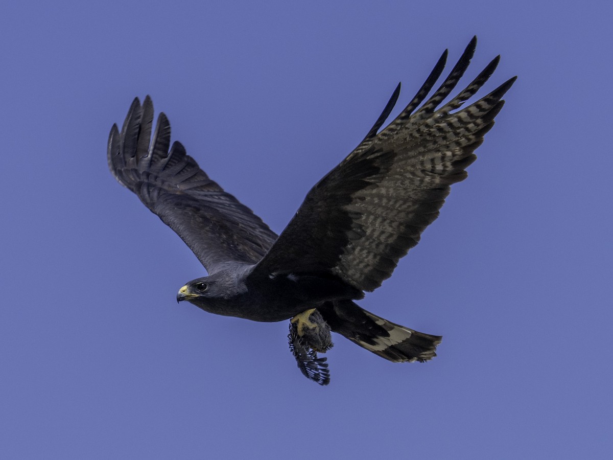 Zone-tailed Hawk - ML618576196