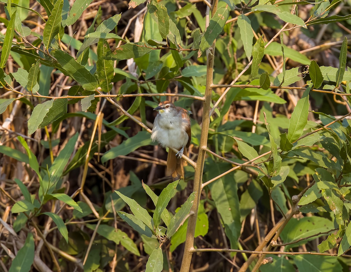Yellow-chinned Spinetail - ML618576208