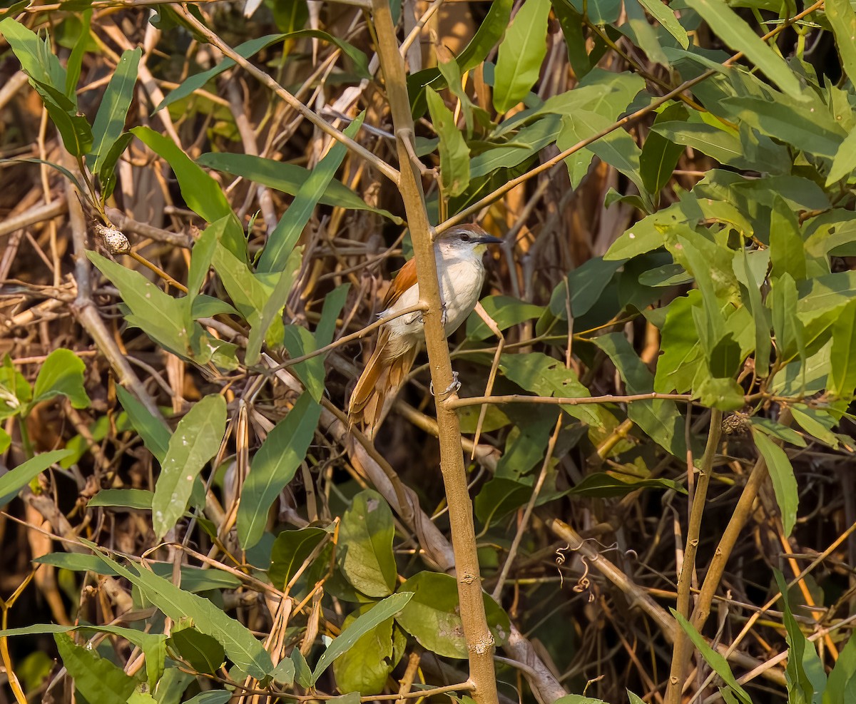 Yellow-chinned Spinetail - ML618576209