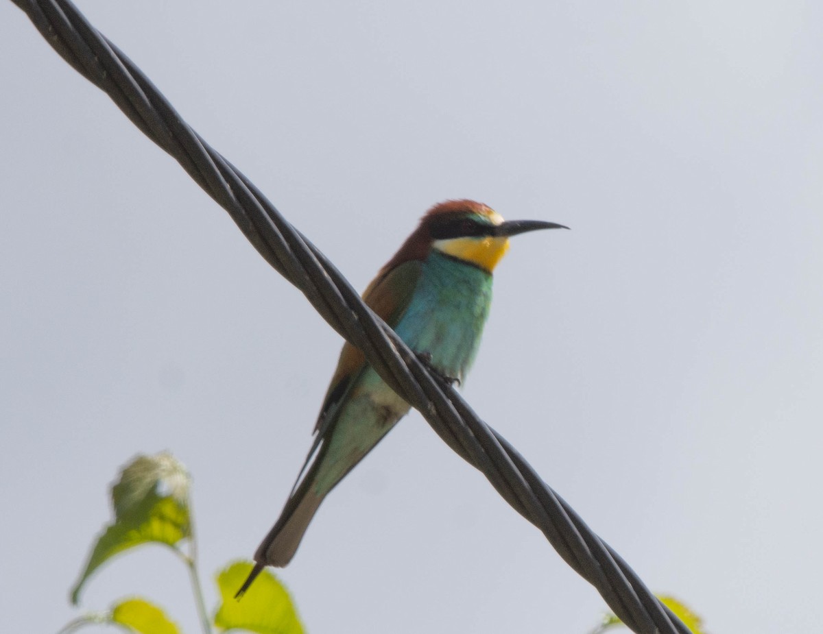 European Bee-eater - ML618576213