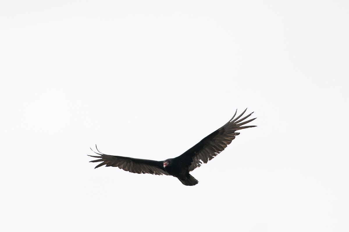 Turkey Vulture - Christine Pelletier et (Claude St-Pierre , photos)