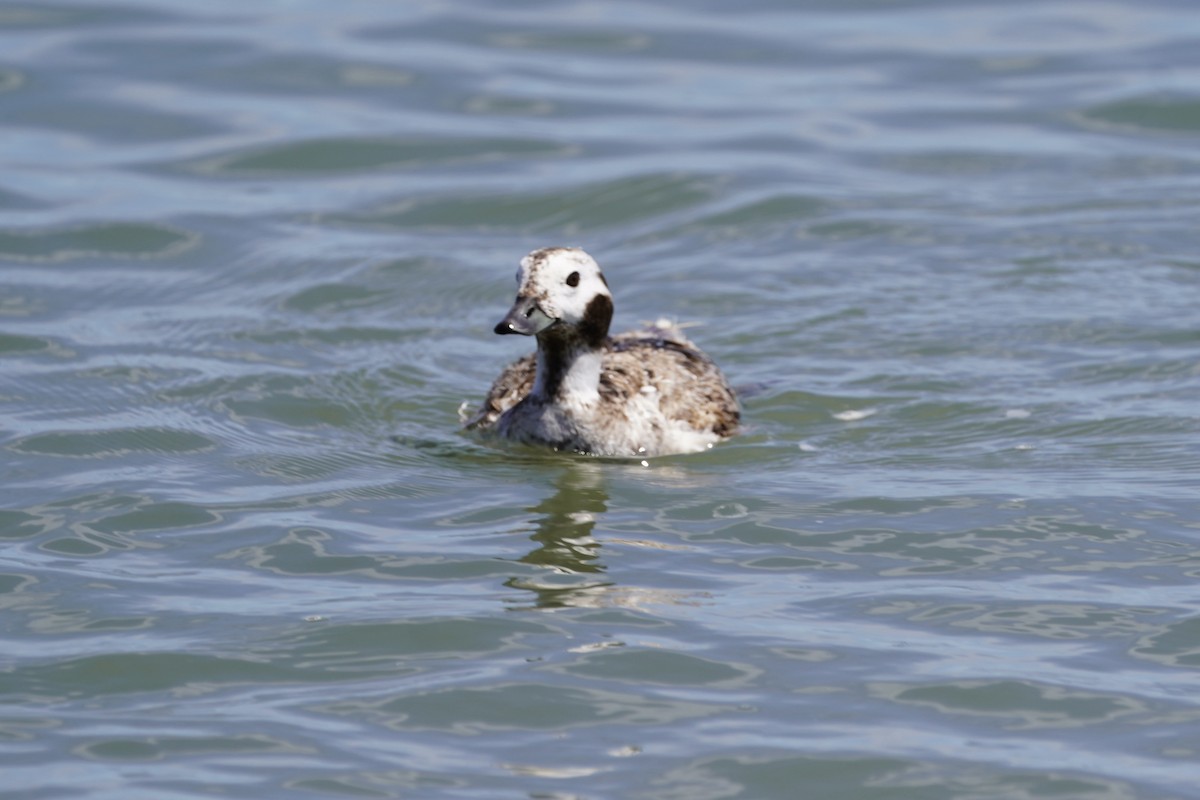 Long-tailed Duck - ML618576260