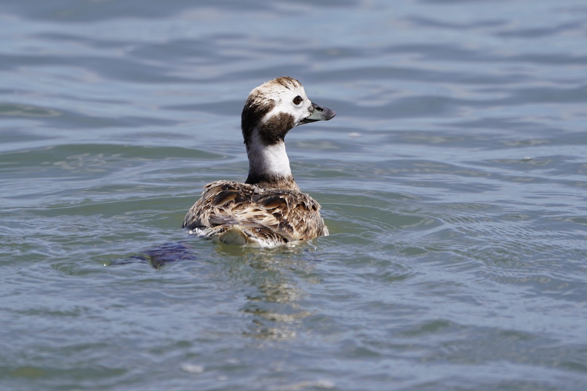 Long-tailed Duck - ML618576261