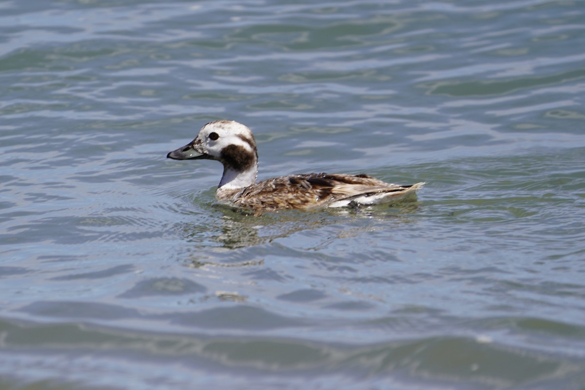 Long-tailed Duck - ML618576266