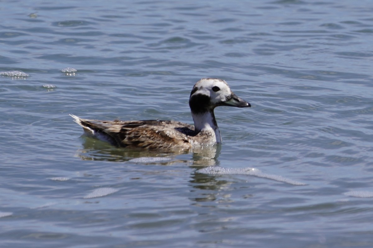 Long-tailed Duck - ML618576268