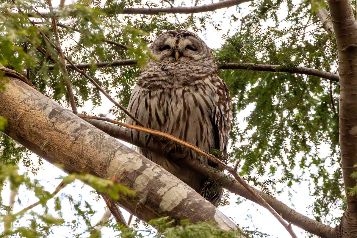 Barred Owl - ML618576281