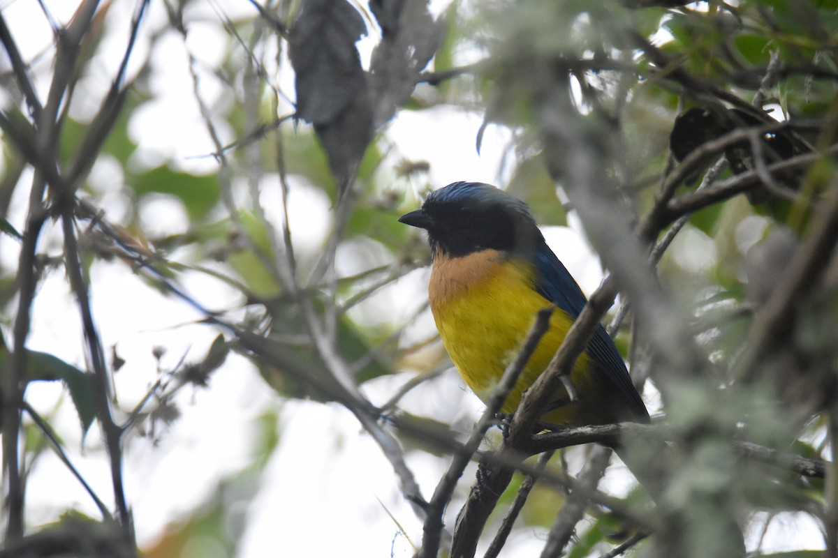Buff-breasted Mountain Tanager (Carriker's) - ML618576292