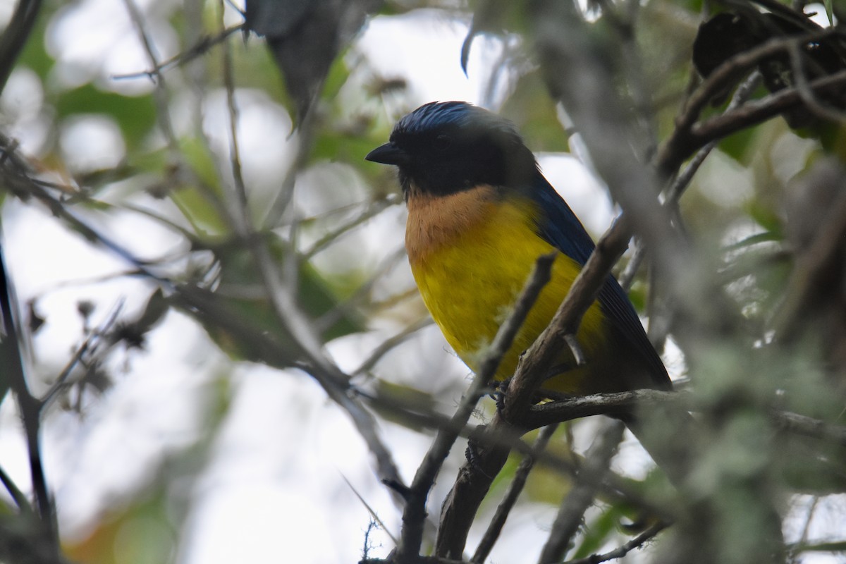 Buff-breasted Mountain Tanager (Carriker's) - ML618576293