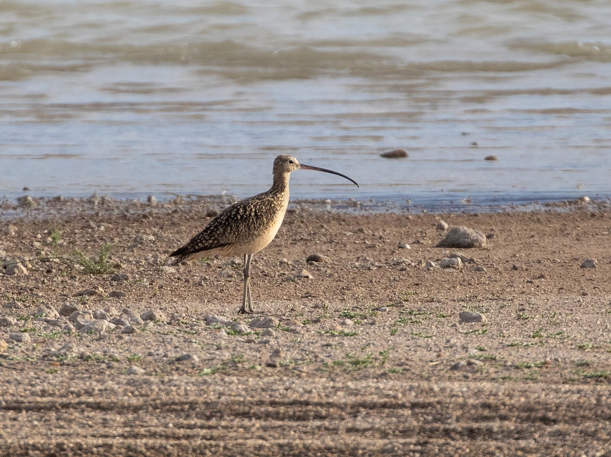 Long-billed Curlew - ML618576327