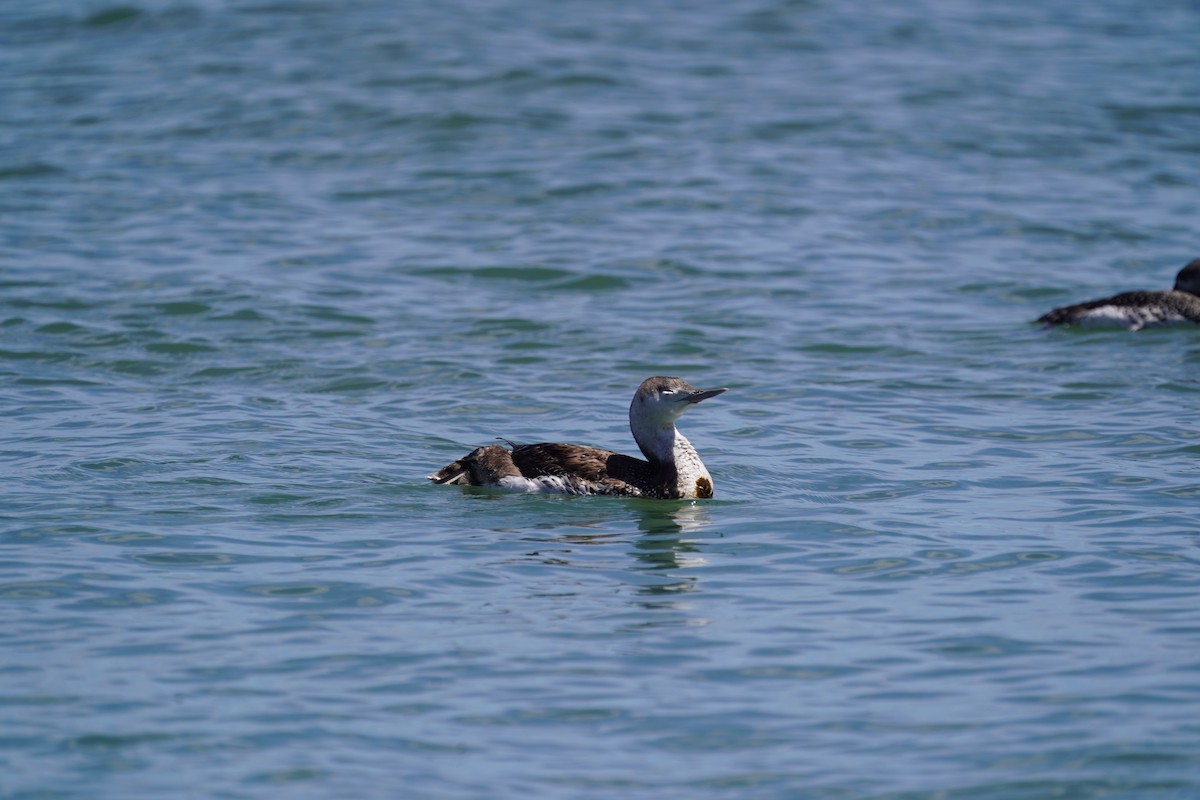 Red-throated Loon - ML618576336