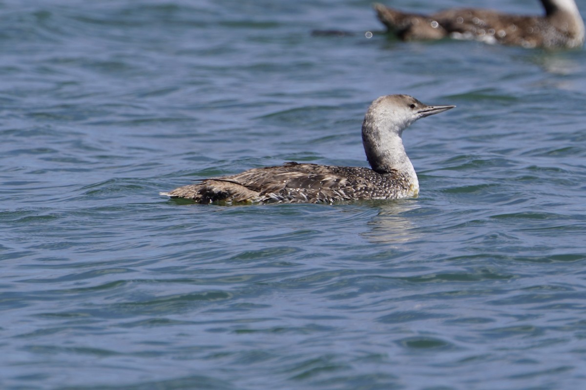 Red-throated Loon - ML618576347