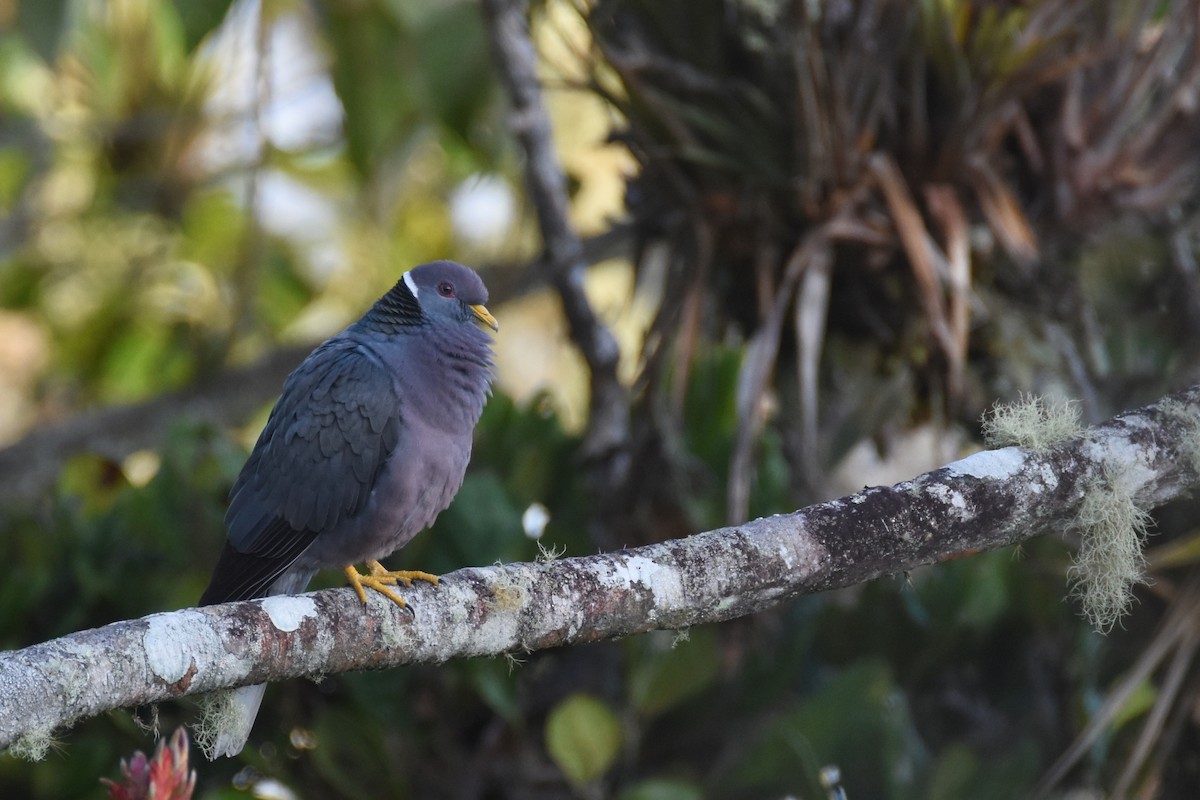 Pigeon à queue barrée (groupe albilinea) - ML618576350