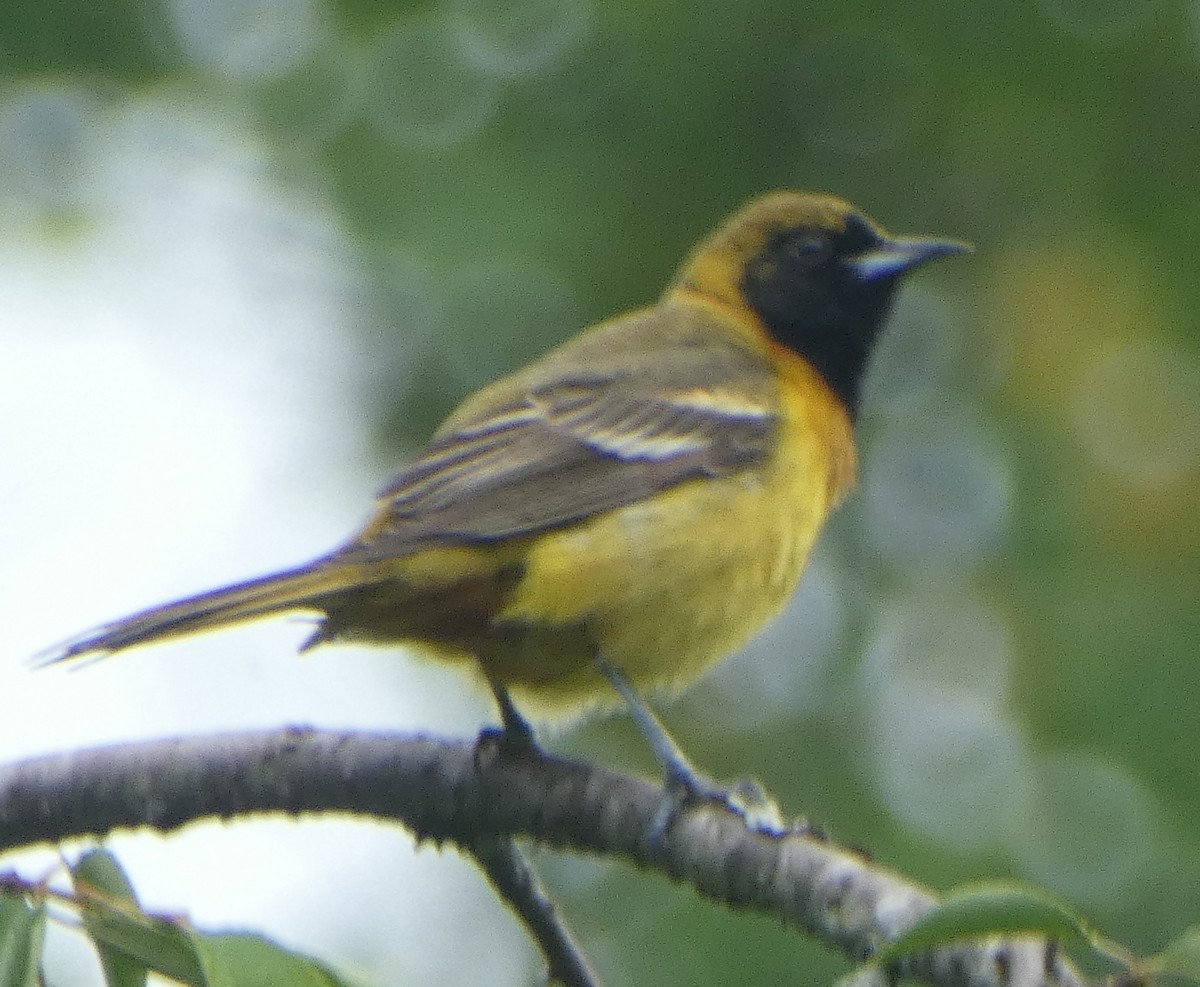 Orchard Oriole - ML618576377