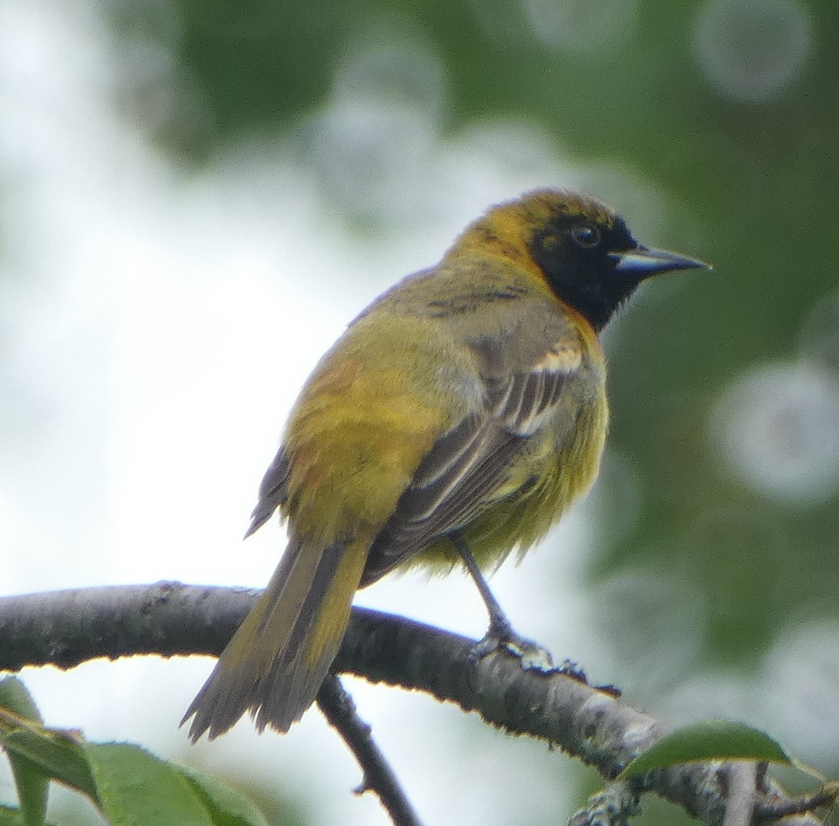 Orchard Oriole - ML618576378