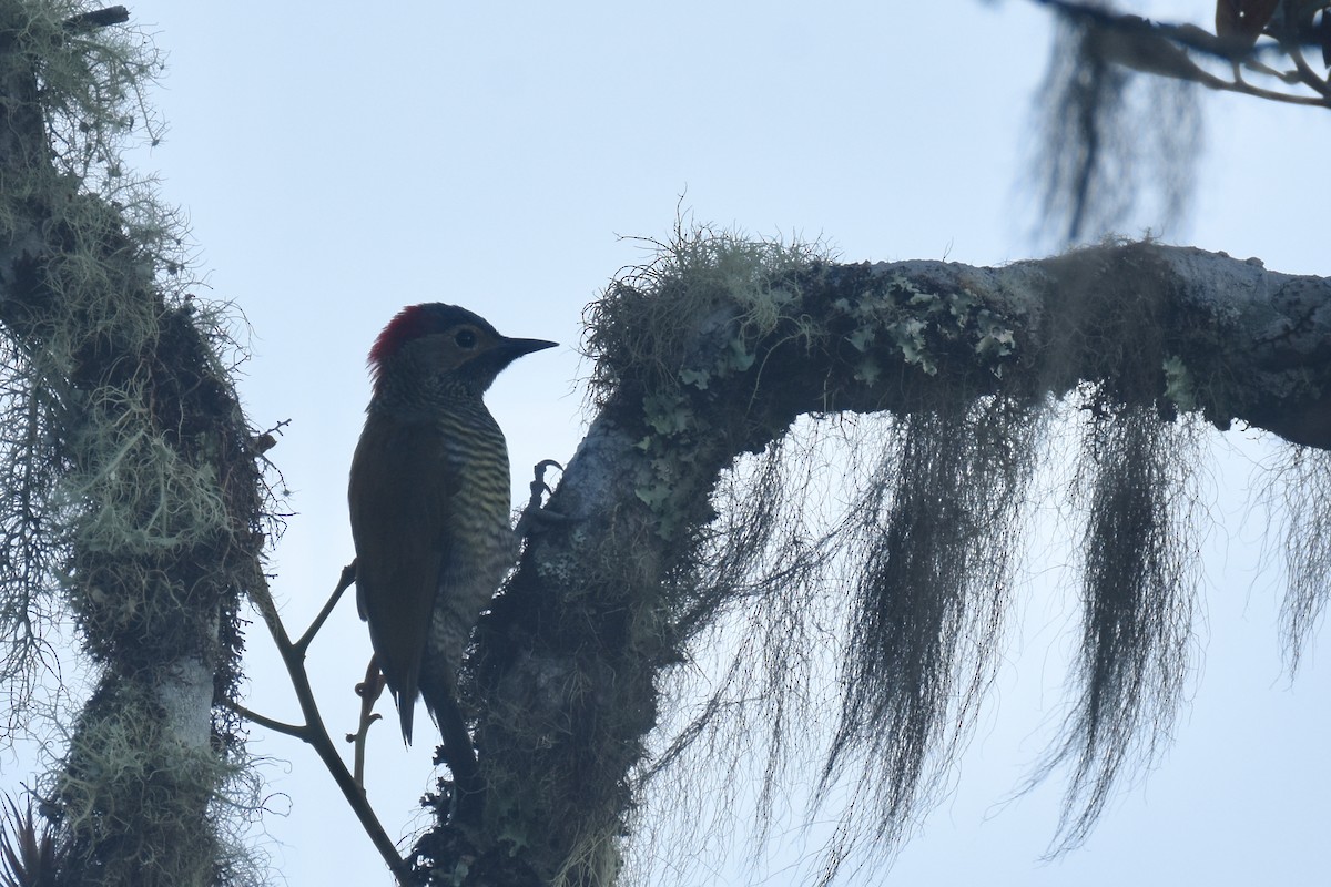 Golden-olive Woodpecker - Luke Berg