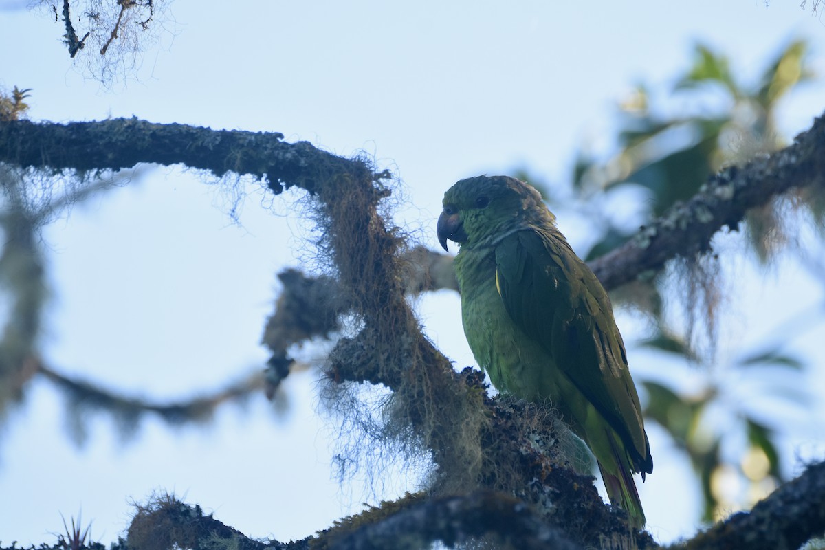 Scaly-naped Parrot - ML618576394