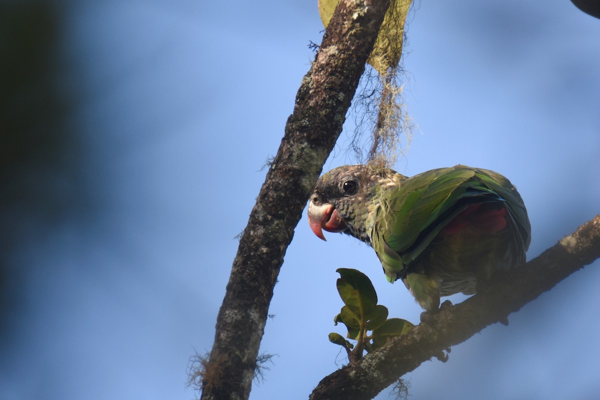 Red-billed Parrot - ML618576411
