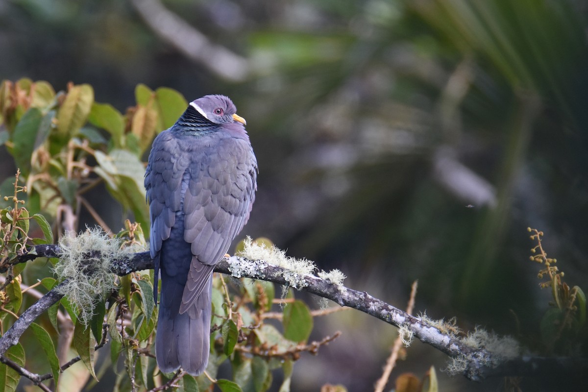 Pigeon à queue barrée (groupe albilinea) - ML618576487