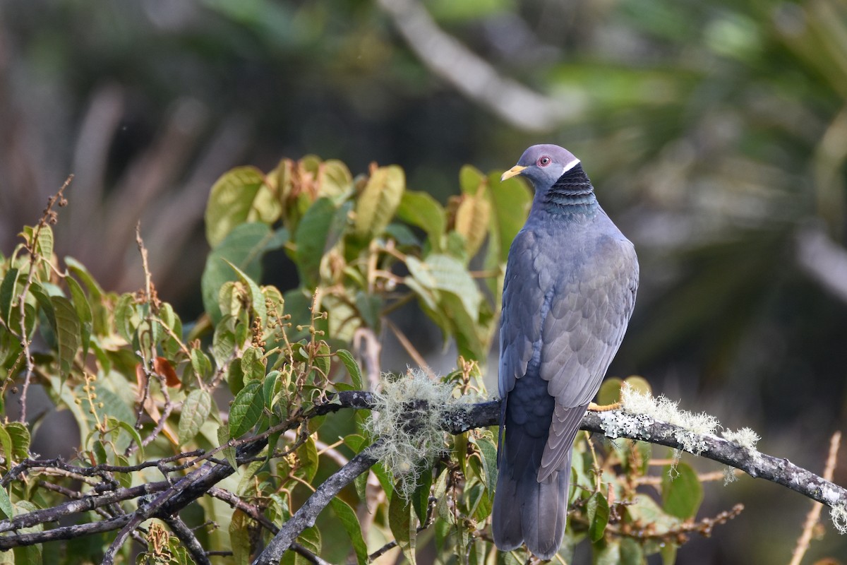 Band-tailed Pigeon (White-necked) - ML618576488
