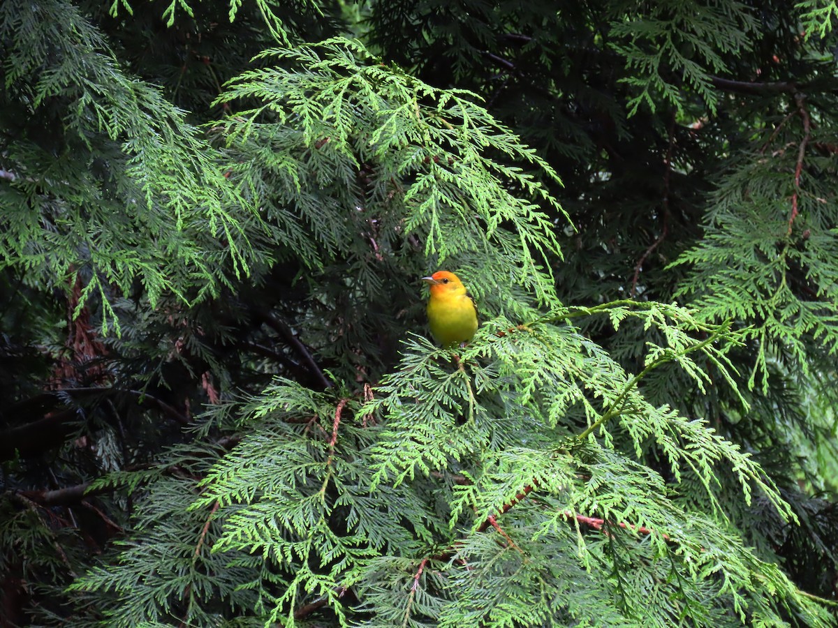 Western Tanager - ML618576490