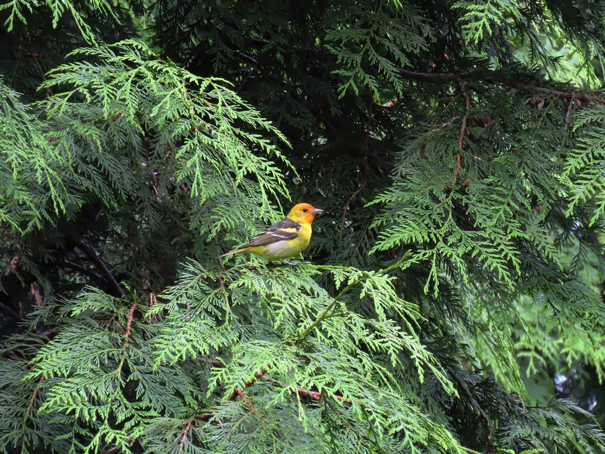 Western Tanager - ML618576495
