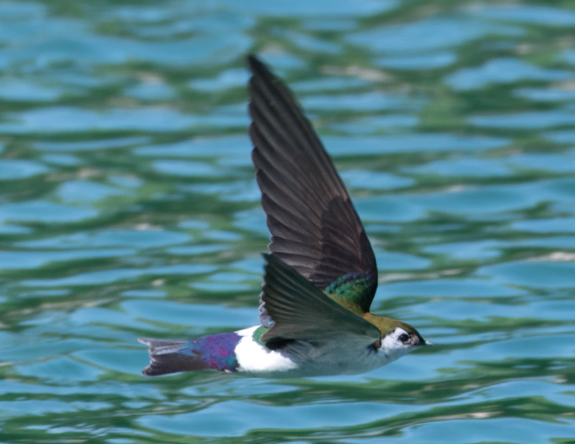 Violet-green Swallow - ML618576500
