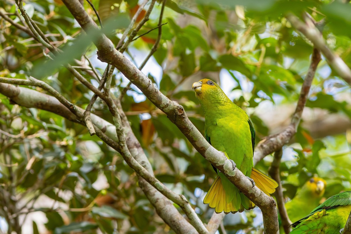 Golden-tailed Parrotlet - ML618576505