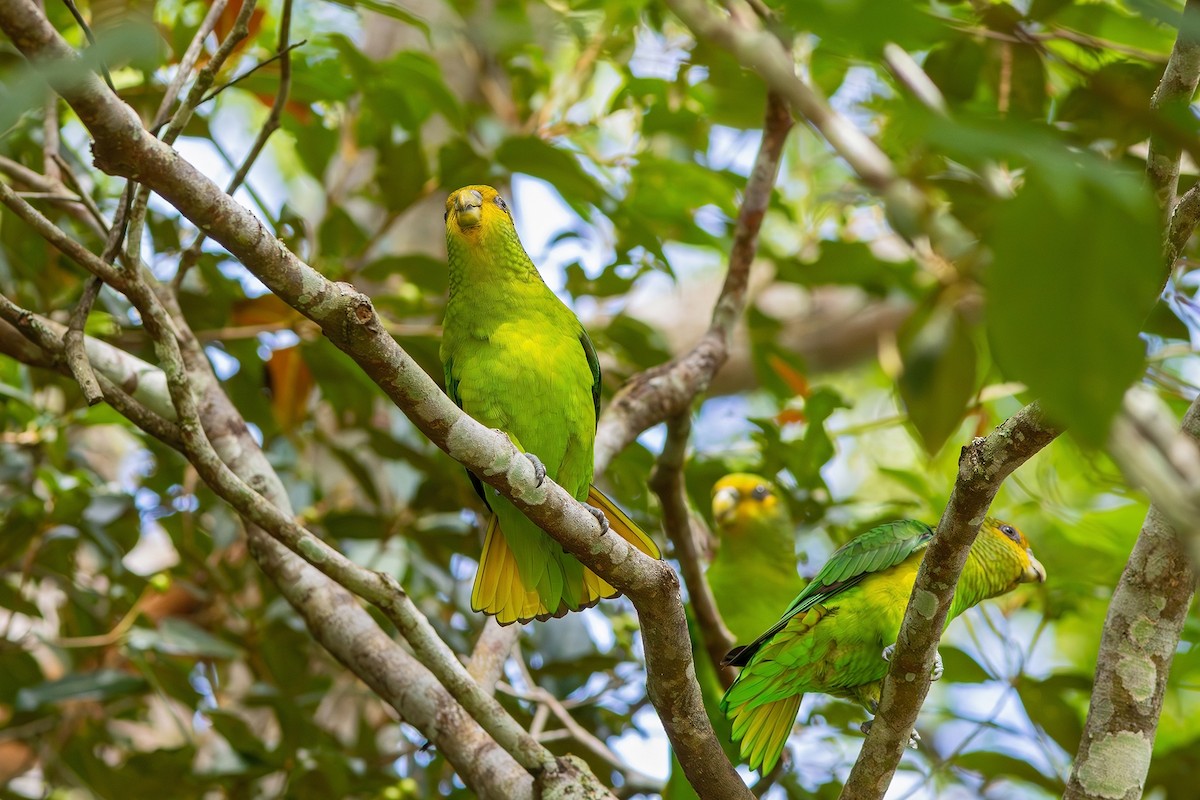 Golden-tailed Parrotlet - ML618576506
