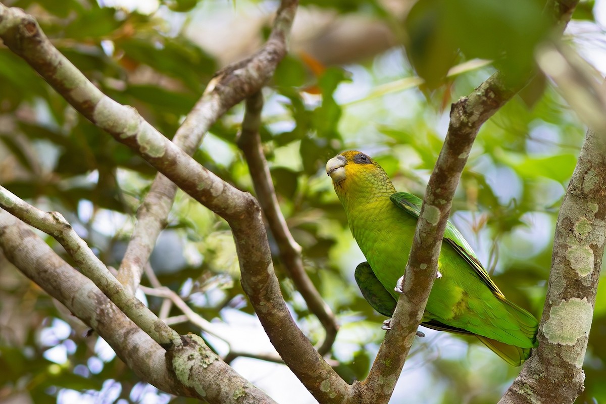Golden-tailed Parrotlet - ML618576508