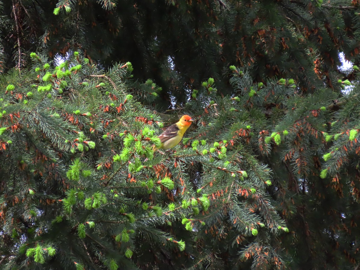 Western Tanager - ML618576510