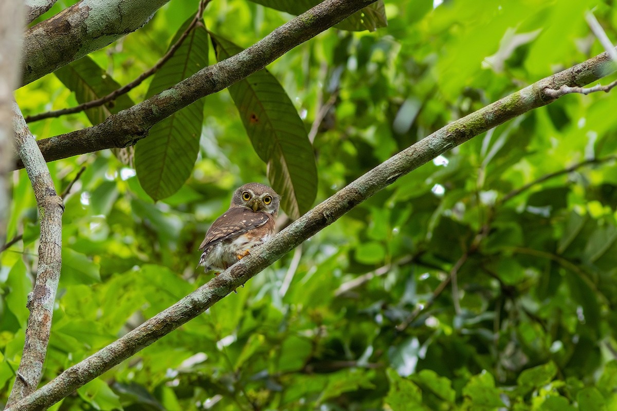 Least Pygmy-Owl - ML618576515