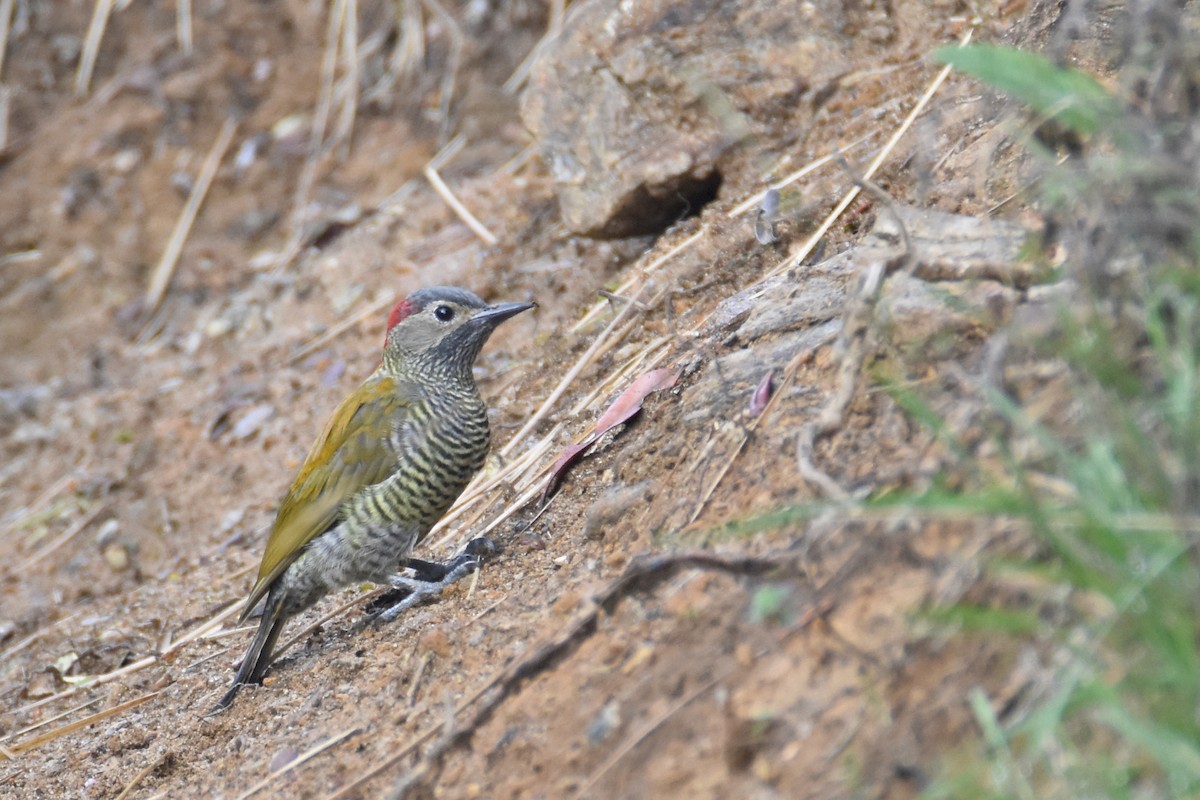 Golden-olive Woodpecker - ML618576517