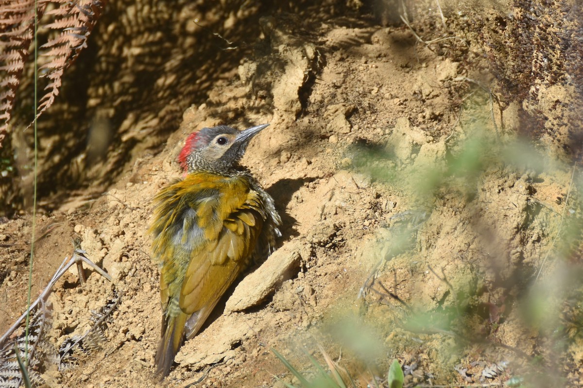 Golden-olive Woodpecker - ML618576526