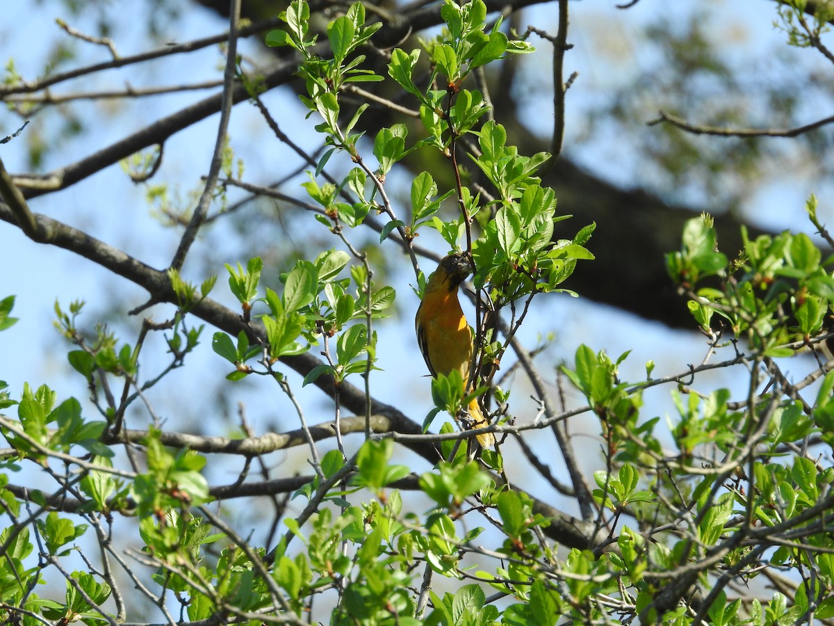 Orchard Oriole - ML618576560