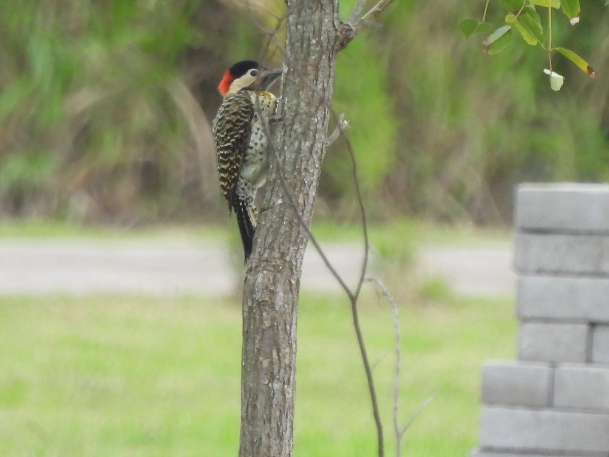 Green-barred Woodpecker - ML618576585