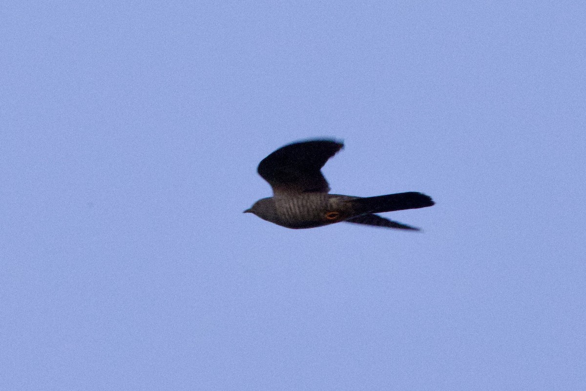 Common Cuckoo - ML618576627