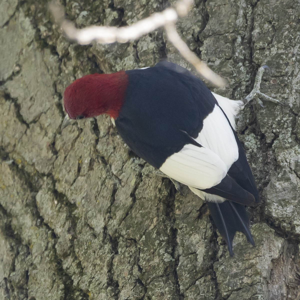 Red-headed Woodpecker - Jim Tolbert