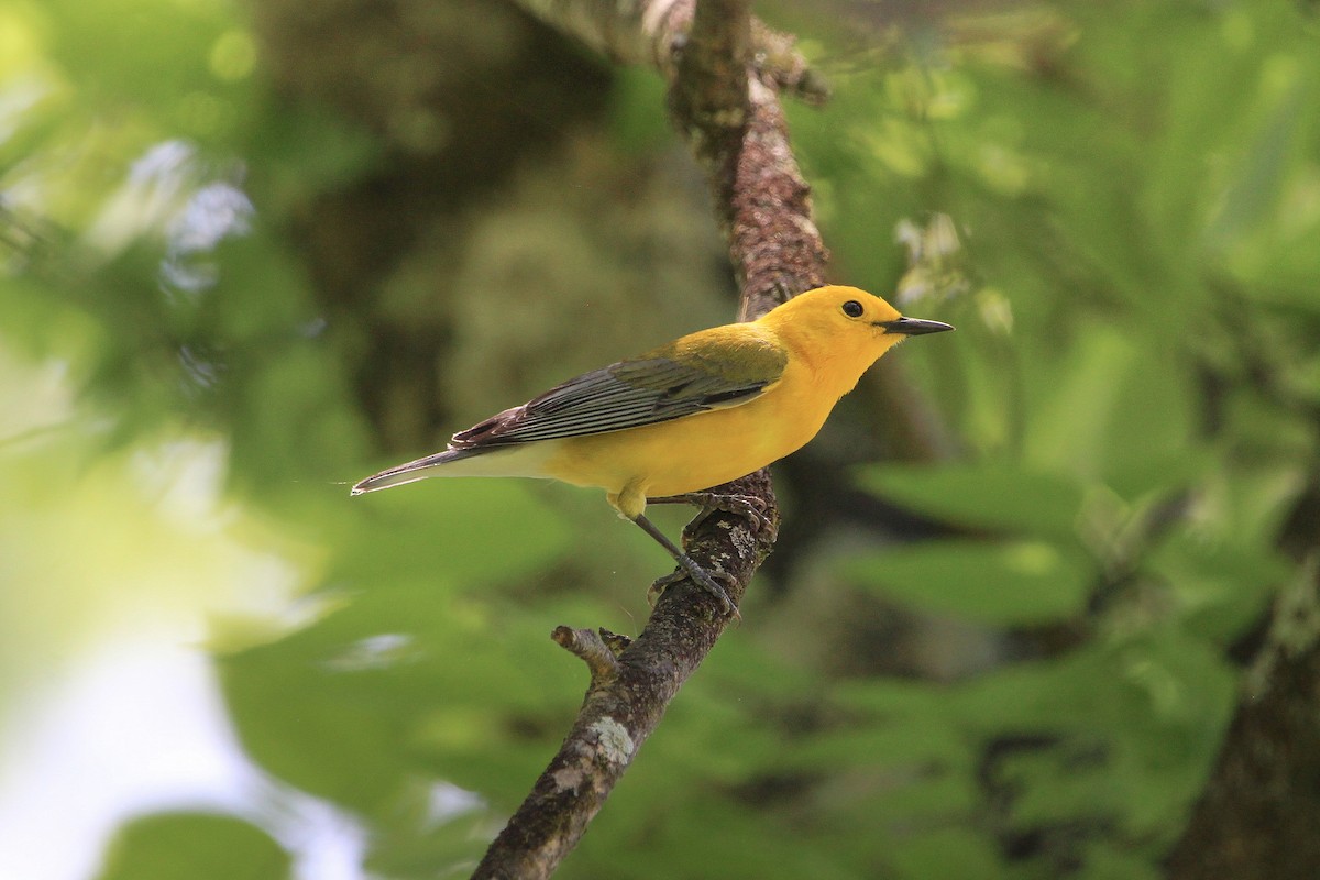Prothonotary Warbler - ML618576634