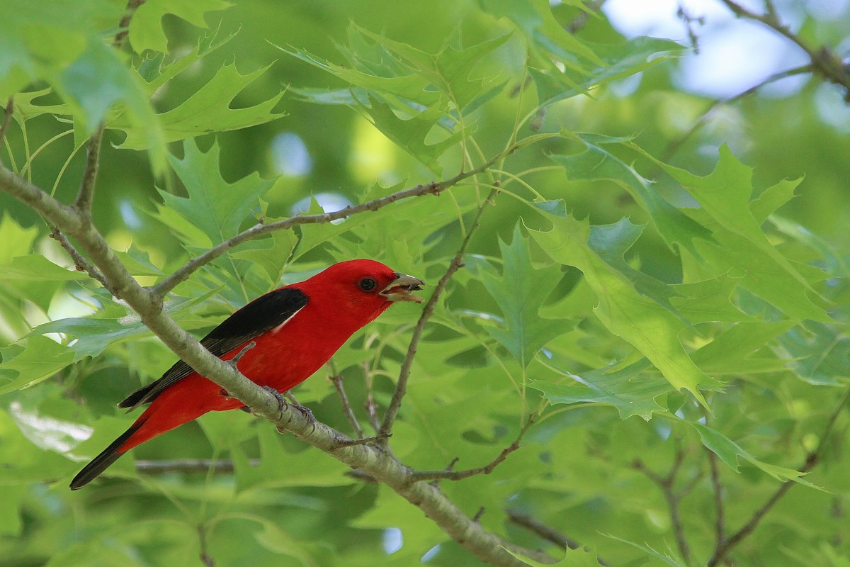 Scarlet Tanager - ML618576641