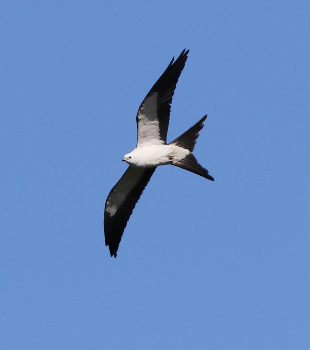 Swallow-tailed Kite - Dan Zimberlin