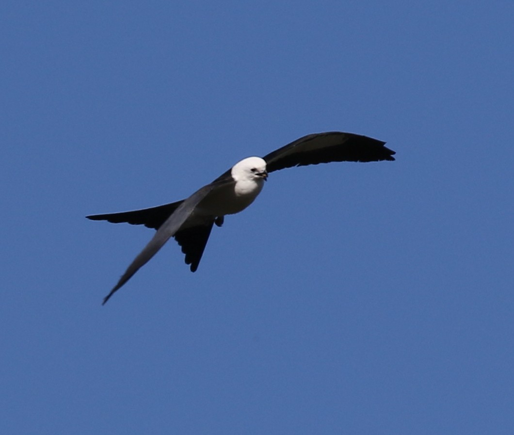 Swallow-tailed Kite - ML618576646