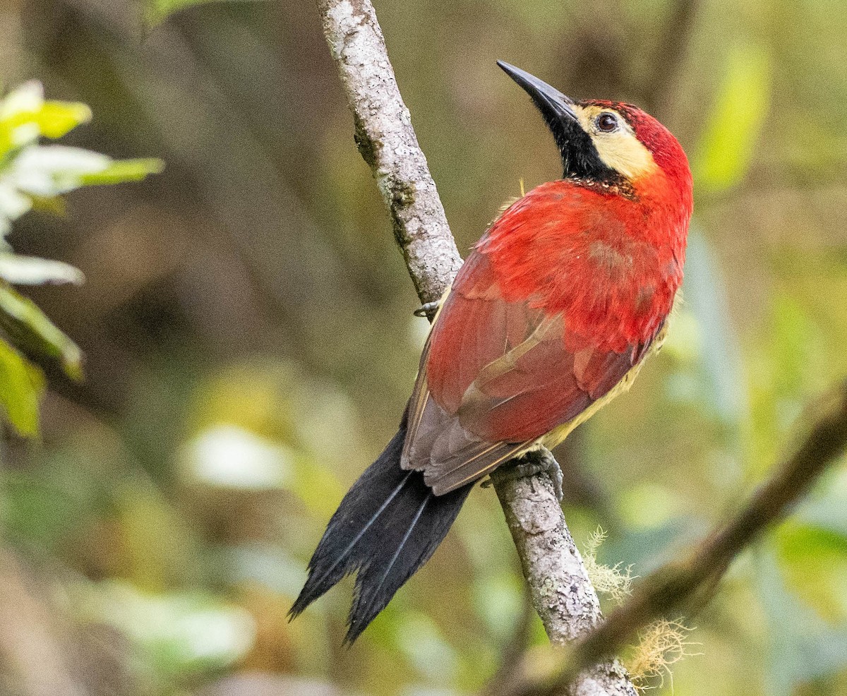 Crimson-mantled Woodpecker - ML618576654